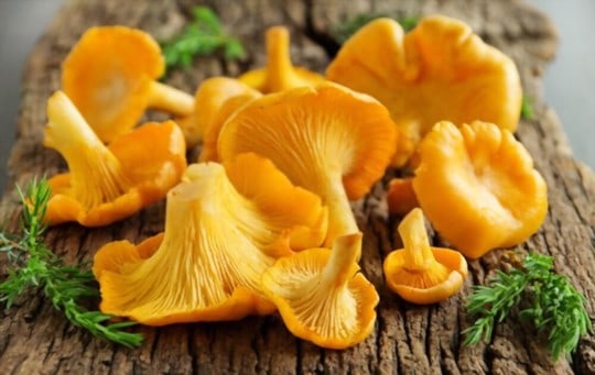 chanterelle mushrooms