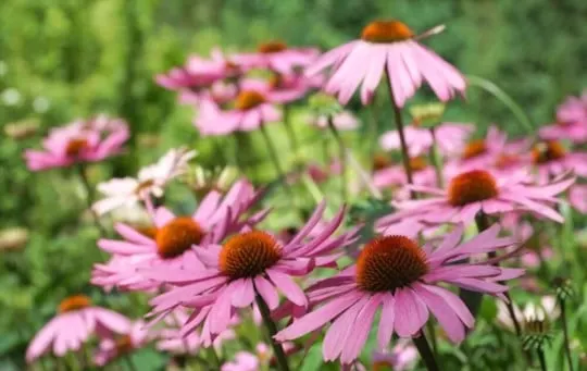 coneflower