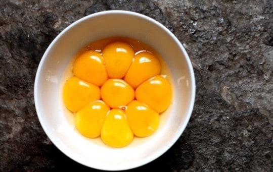 egg yolk