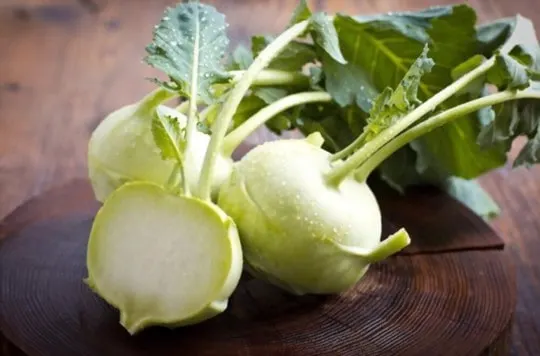 kohlrabi