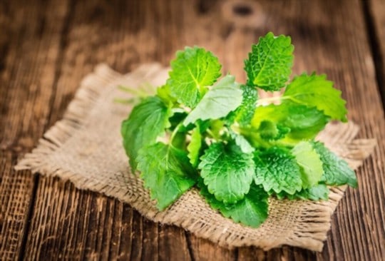 lemon balm