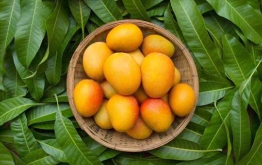 mango