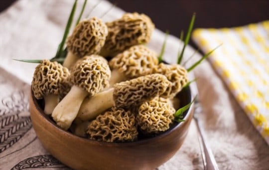 morel mushrooms