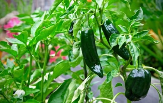 poblano peppers