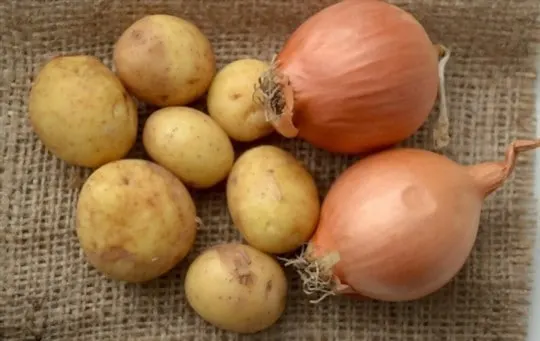 potato onions