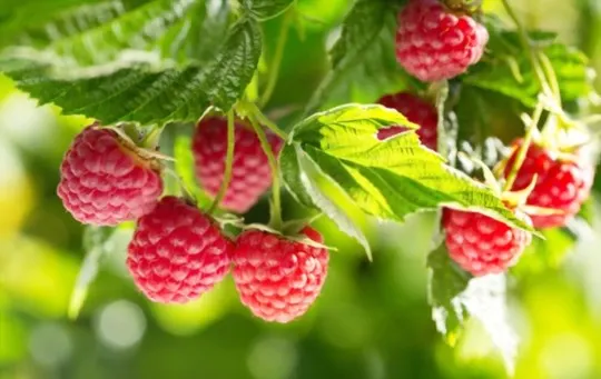 raspberries