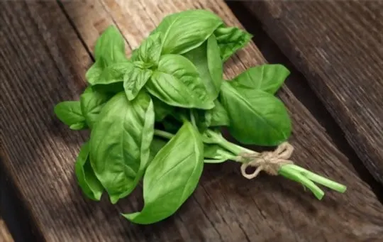 basil