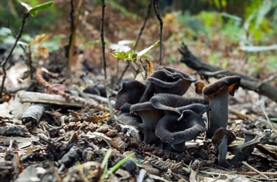 black trumpet mushrooms