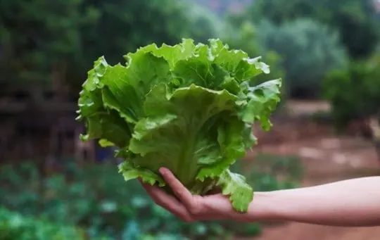 boston lettuce