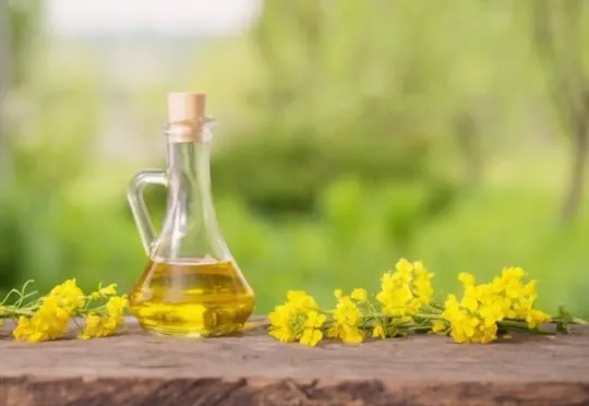 canola oil