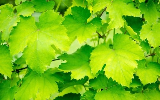 grape leaves