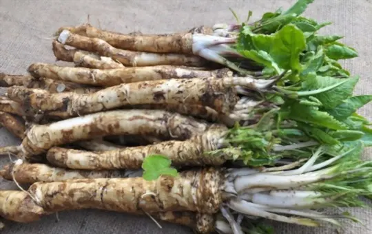 horseradish