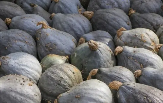 hubbard squash