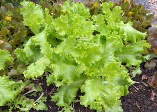 looseleaf lettuce