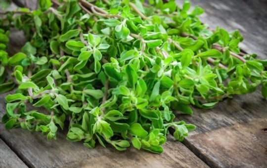 marjoram