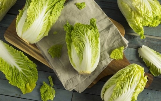 napa cabbage