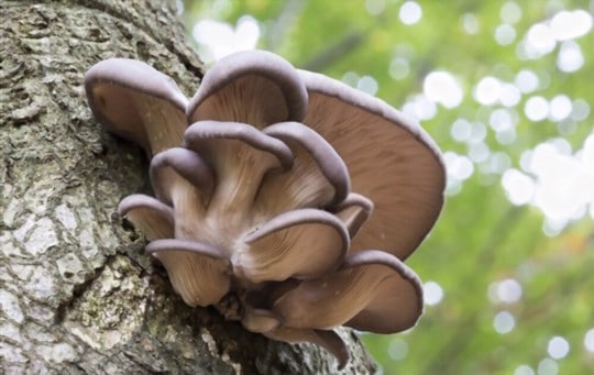 oyster mushrooms