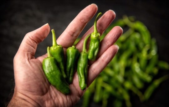 pimento de padron spanish peppers