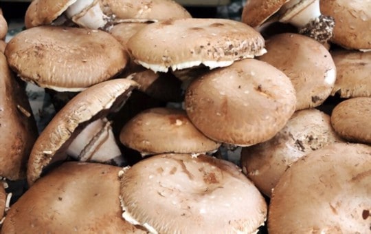 portobello mushrooms