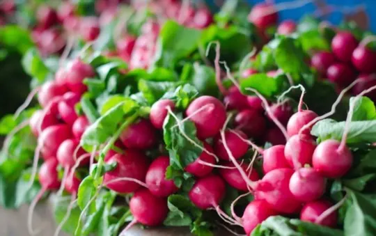 radishes peas and greens