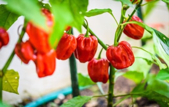 rocotillo peppers