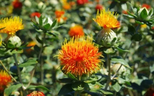 safflower