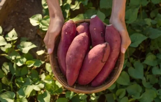 sweet potatoes