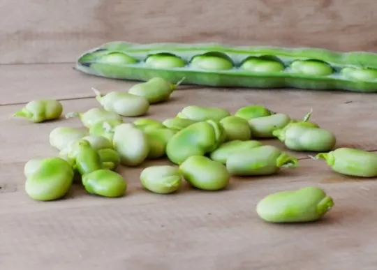 why consider serving side dishes with lima beans