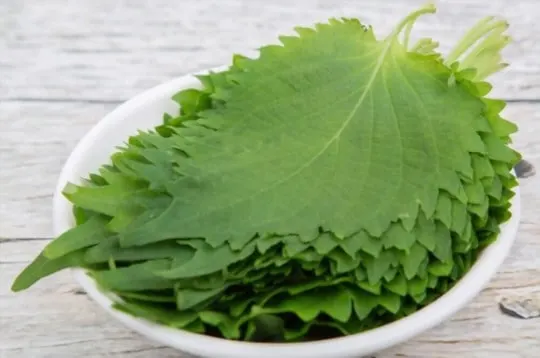 lettuce or shiso