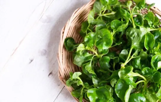 watercress