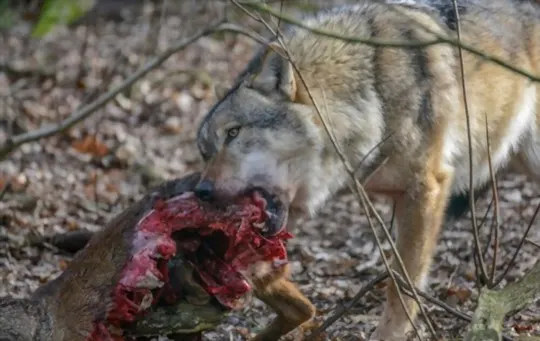 best ways to eat wolf can you eat wolf meat