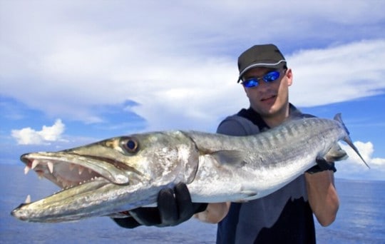 how to cook barracuda