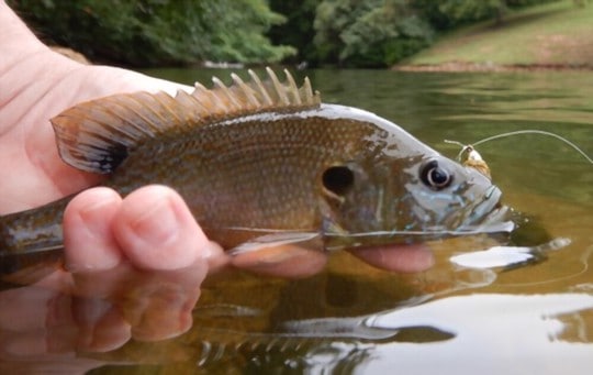 how to prepare and cook bluegill