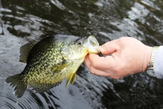 how to prepare and cook crappie