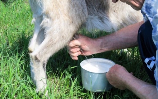 how to use goat milk in recipes