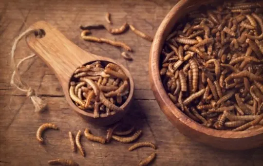 what are mealworms