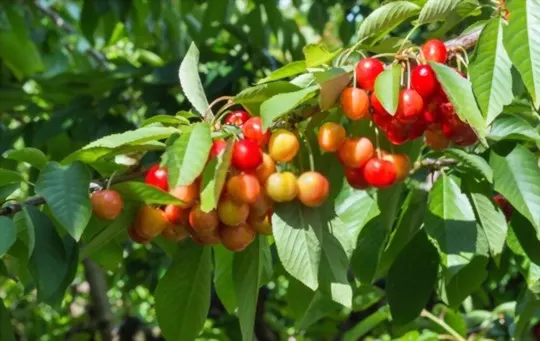 what are rainier cherries