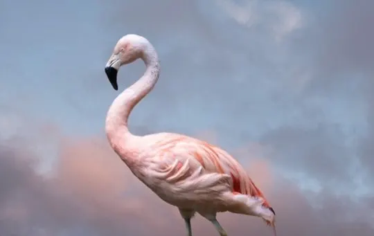 what countries eat flamingos why is it illegal to eat flamingo