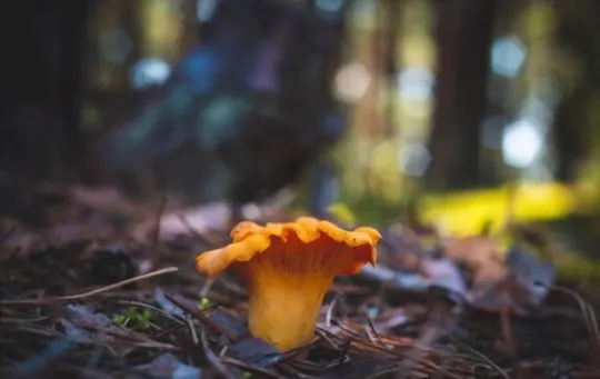 what do chanterelle mushrooms taste like