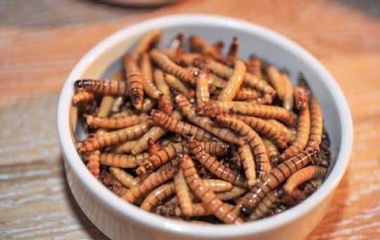 what do mealworms taste like