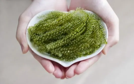 what do sea grapes taste like