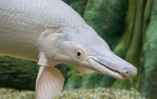 what does alligator gar taste like