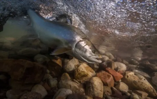 what does arctic char taste like