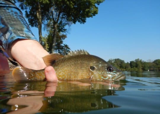 what does bluegill taste like