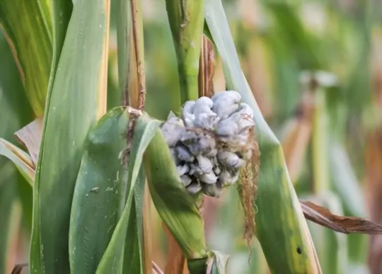 what does huitlacoche taste like