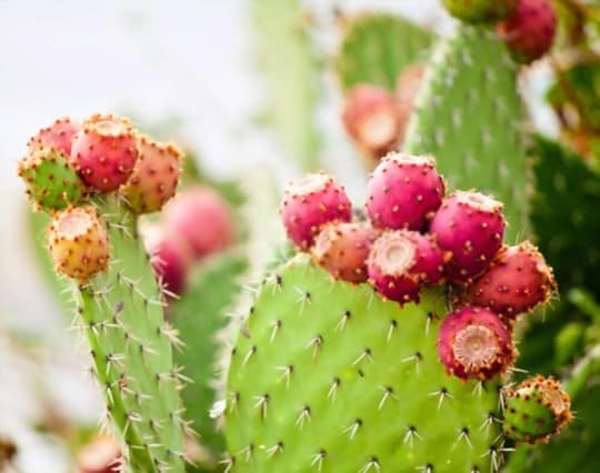 what does prickly pear taste like