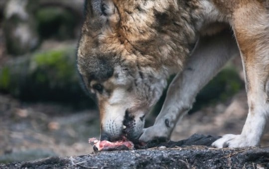 what does wolf taste like