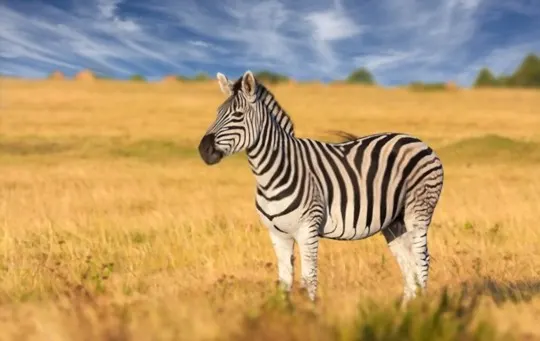 what does zebra taste like