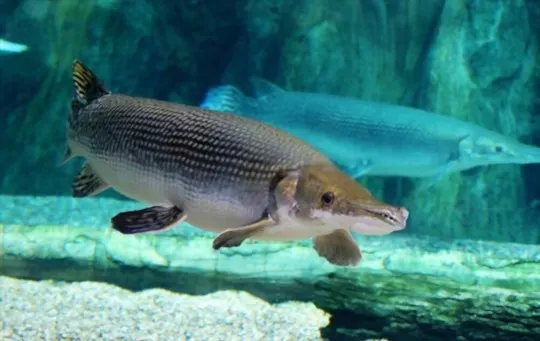 what is alligator gar