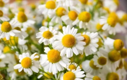 what is chamomile